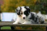 BERGER AUSTRALIEN PUPPIES 882